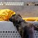 Según la TSA de Estados Unidos, los perros con las orejas caídas asustan menos a la gente.